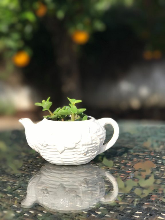 Gợi ý trồng cây, trồng hoa siêu ngọt ngào trong bộ ấm chén, bạn đã sẵn sàng để đón mùa xuân?
