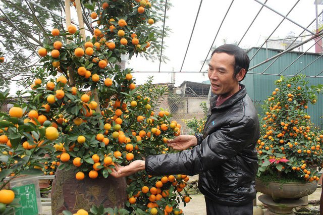 Quất cảnh hình rồng 