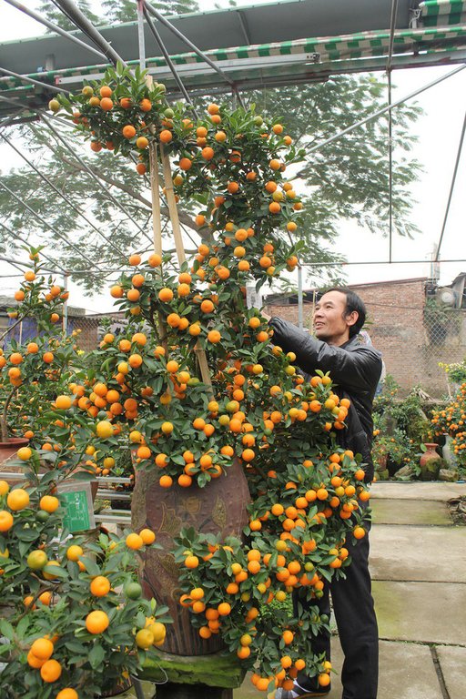 Quất cảnh hình rồng 