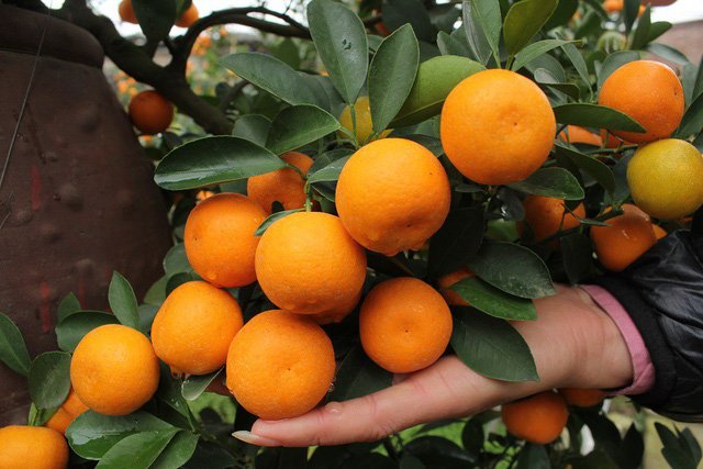 Quất cảnh hình rồng 
