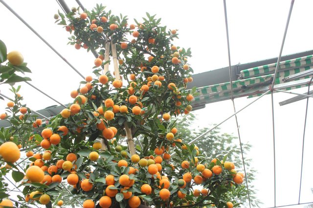 Quất cảnh hình rồng 