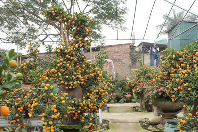 Quất cảnh hình rồng 