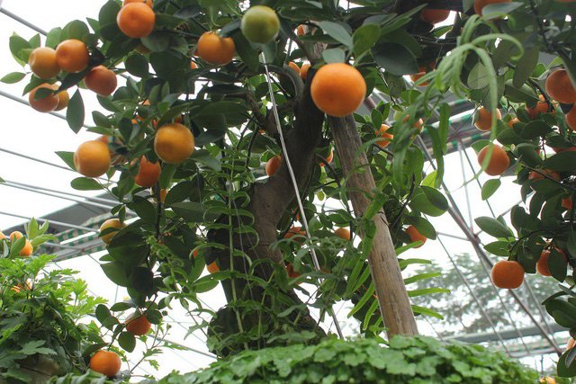 Quất cảnh hình rồng 