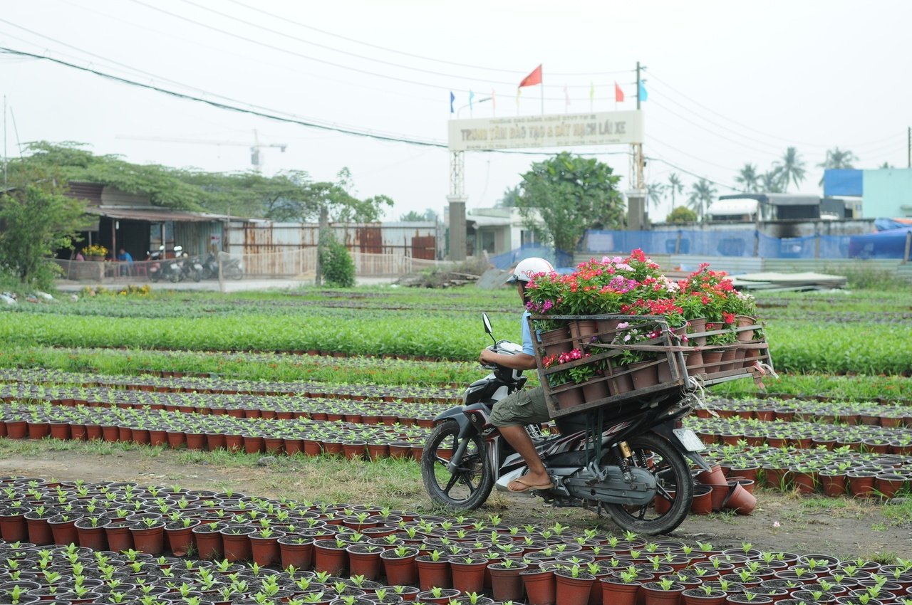 ngam-canh-dong-hoa-chom-nu-chao-don-tet-mau-tuat-2018