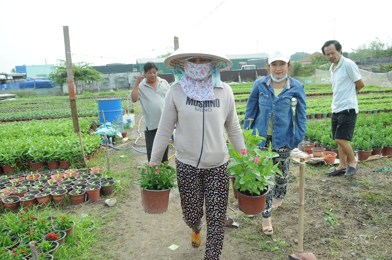 ngam-canh-dong-hoa-chom-nu-chao-don-tet-mau-tuat-2018