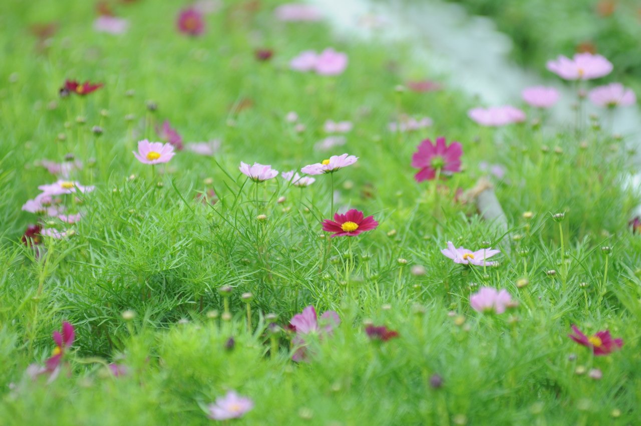 ngam-canh-dong-hoa-chom-nu-chao-don-tet-mau-tuat-2018