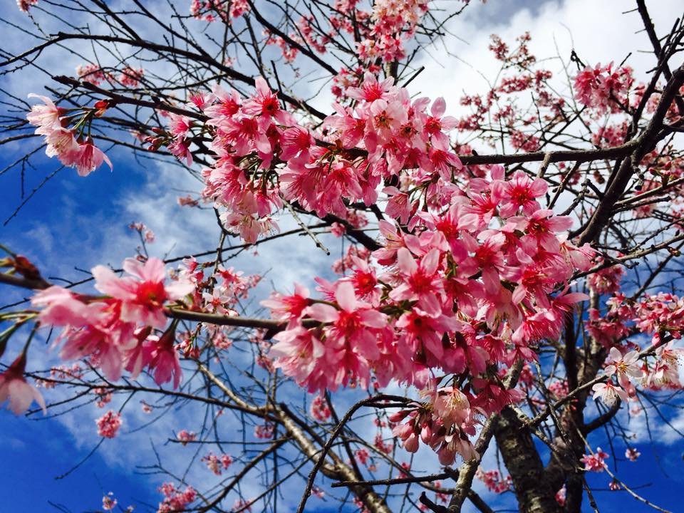 Ngất ngây ngắm anh đào nhuộm hồng cả Đà Lạt khiến ai cũng muốn đi