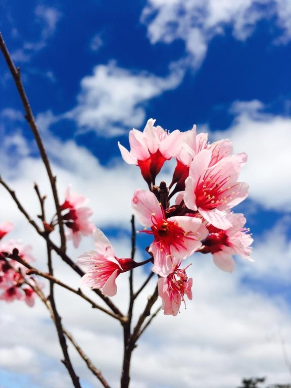 Ngất ngây ngắm anh đào nhuộm hồng cả Đà Lạt khiến ai cũng muốn đi