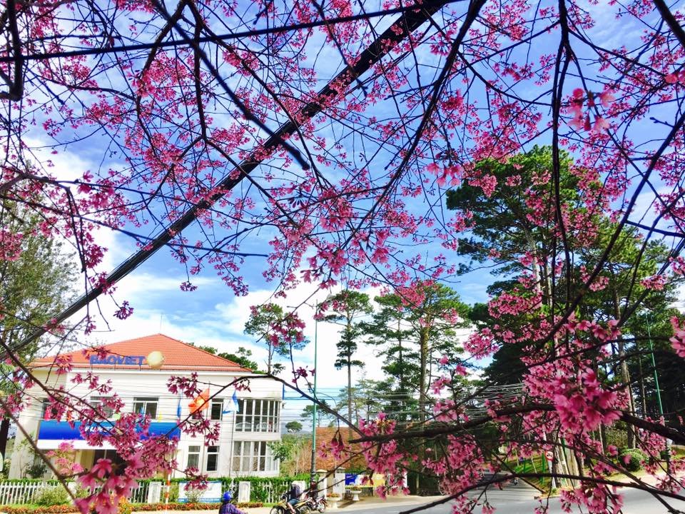 Ngất ngây ngắm anh đào nhuộm hồng cả Đà Lạt khiến ai cũng muốn đi