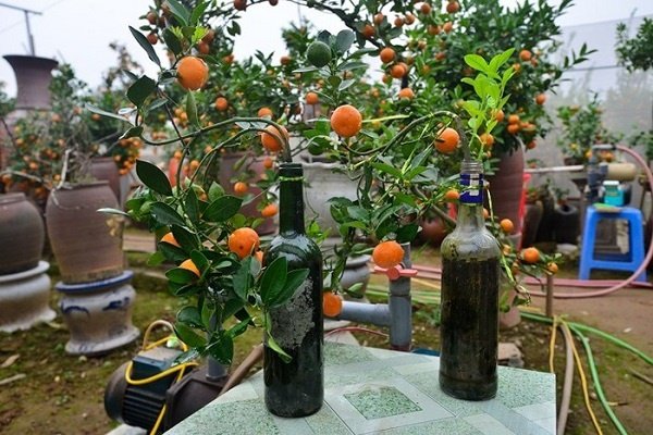 doc-dao-quat-canh-trong-trong-chai-ruou-hut-khach-choi-tet