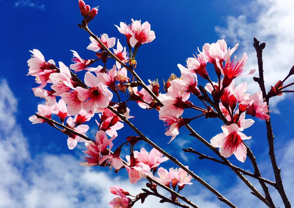 Ngất ngây ngắm anh đào nhuộm hồng cả Đà Lạt khiến ai cũng muốn đi