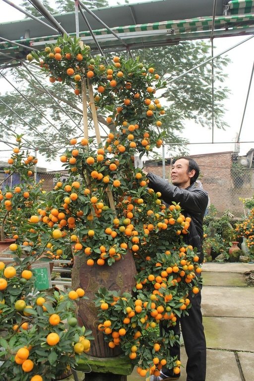 sau-2-ngay-cay-quat-kim-long-bach-ma-tu-gia-50-trieu-tang-len-hon-100-trieu-dong-chu-vuon-van-khong-ban
