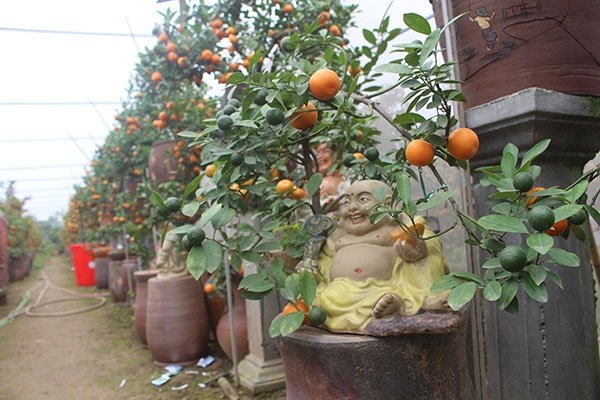 thi-truong-quat-bao-hoa-trong-con-sot-bonsai