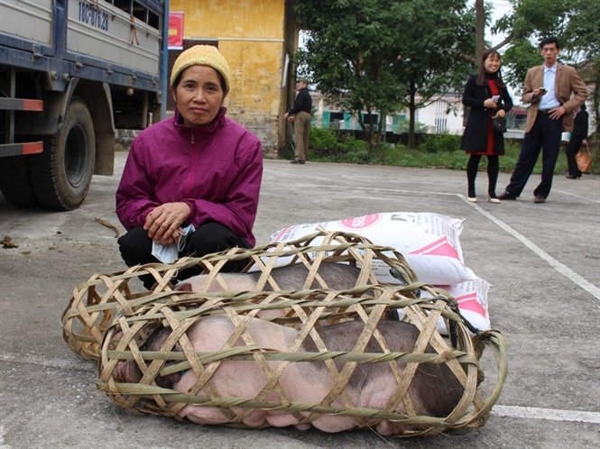 Hỗ trợ nông dân Nam Định chịu ảnh hưởng của cơn bão Mirinae
