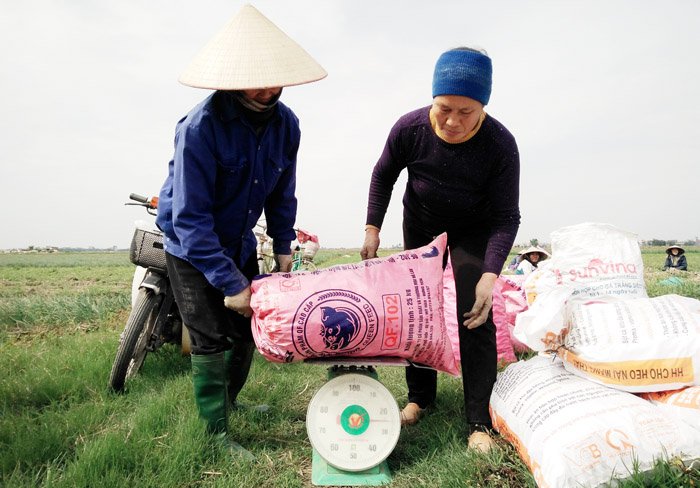 Hải Dương: Giá hành củ cao kỷ lục, nông dân trúng lớn