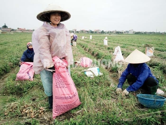 Hải Dương: Giá hành củ cao kỷ lục, nông dân trúng lớn