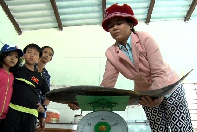 Ngư dân bắt được cá lạ nghi cá sủ vàng