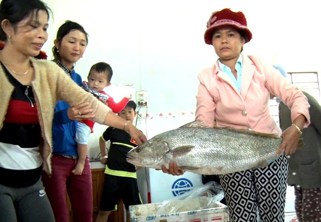 Ngư dân bắt được cá lạ nghi cá sủ vàng