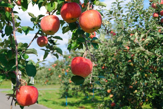 Cuộc đời bí ẩn của người con gái được hưởng cả một gia tài, từng bị Steve Jobs chối bỏ nhiều lần