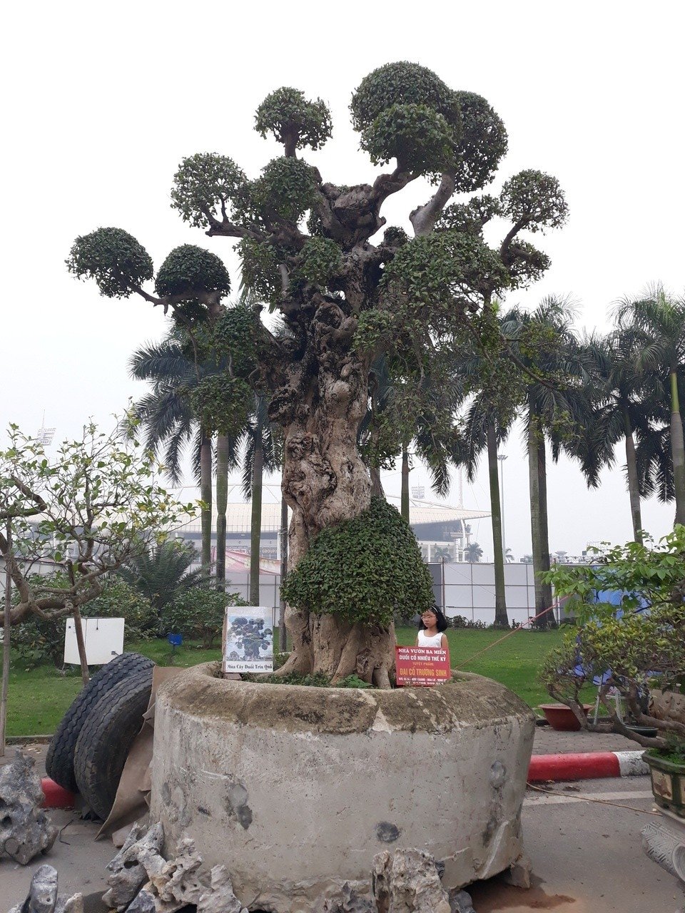 tuyet-pham-cap-duoi-canh-nghin-nam-gia-22-ty-cho-dai-gia-mua-ve-choi-tet