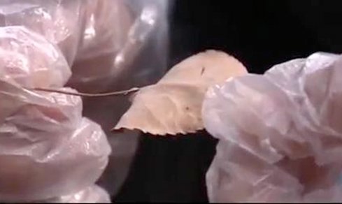 Chấm đỏ trên chiếc lá tố cáo dã tâm của người đàn ông ngoại tình