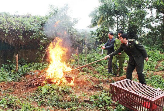 Xôn xao việc tiêu hủy 4 con chim cú và diều hoa