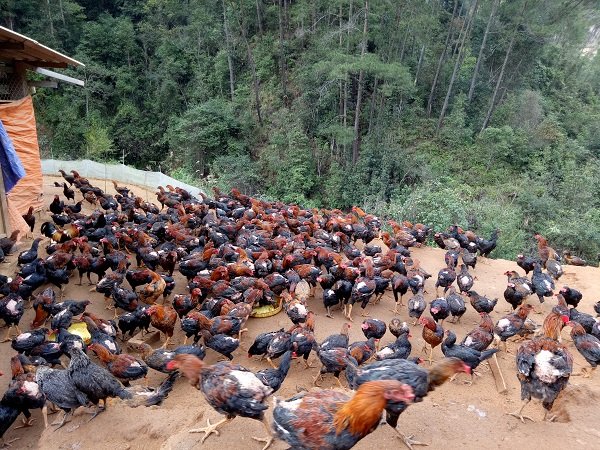 Nể phục lão nông người Mông nuôi cả ngàn gà nòi bán tết