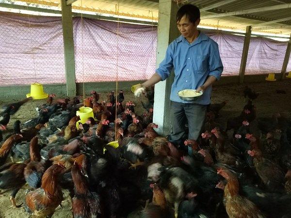 Nể phục lão nông người Mông nuôi cả ngàn gà nòi bán tết