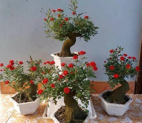 Độc, lạ hoa hồng giả cổ giá 1 triệu đồng/cây cháy hàng dịp Tết