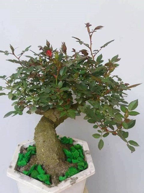 Độc, lạ hoa hồng giả cổ giá 1 triệu đồng/cây cháy hàng dịp Tết