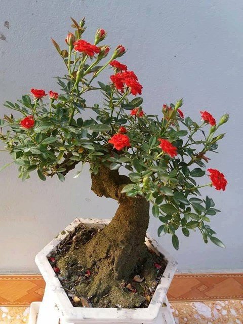 Độc, lạ hoa hồng giả cổ giá 1 triệu đồng/cây cháy hàng dịp Tết