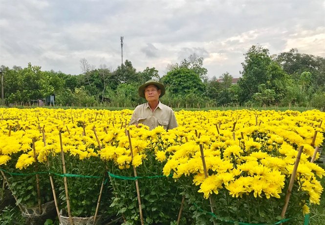 Hoa dồi dào vẫn bán được giá
