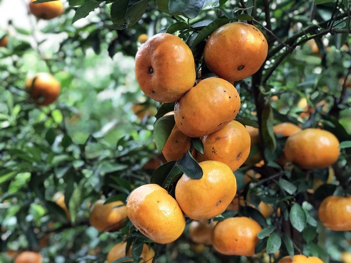 Gần Tết đi thăm làng quýt hồng Lai Vung