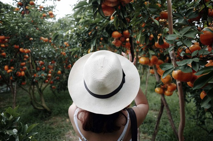 Gần Tết đi thăm làng quýt hồng Lai Vung