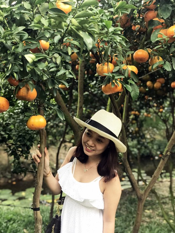 Gần Tết đi thăm làng quýt hồng Lai Vung
