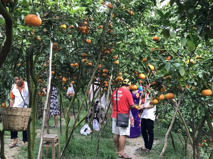 Gần Tết đi thăm làng quýt hồng Lai Vung