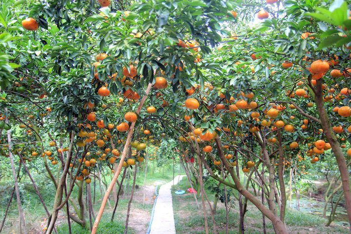 Gần Tết đi thăm làng quýt hồng Lai Vung
