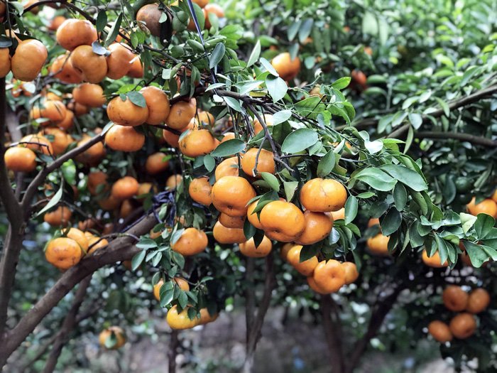 Gần Tết đi thăm làng quýt hồng Lai Vung