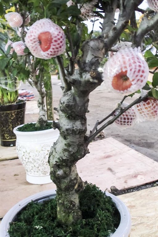 7 triệu một cây táo đỏ chơi Tết