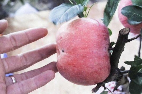 7 triệu một cây táo đỏ chơi Tết