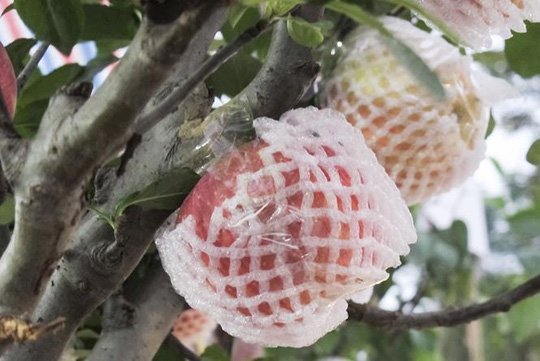 7 triệu một cây táo đỏ chơi Tết