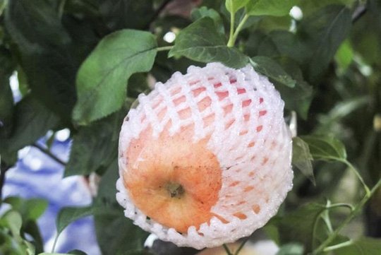 7 triệu một cây táo đỏ chơi Tết