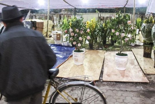 7 triệu một cây táo đỏ chơi Tết