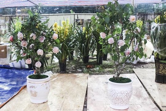 7 triệu một cây táo đỏ chơi Tết