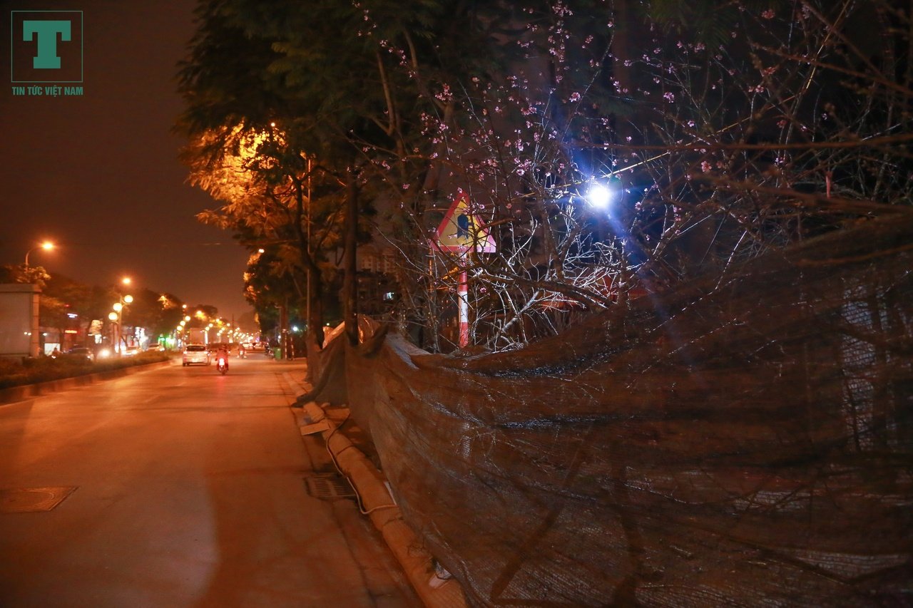trong-dao-dem