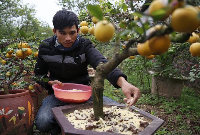 Vườn chanh bonsai trồng bằng đậu tương của nông dân Hưng Yên