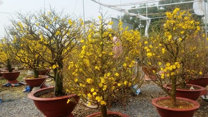 Những vườn mai Tết tiền tỉ khoe sắc ở Sài Gòn