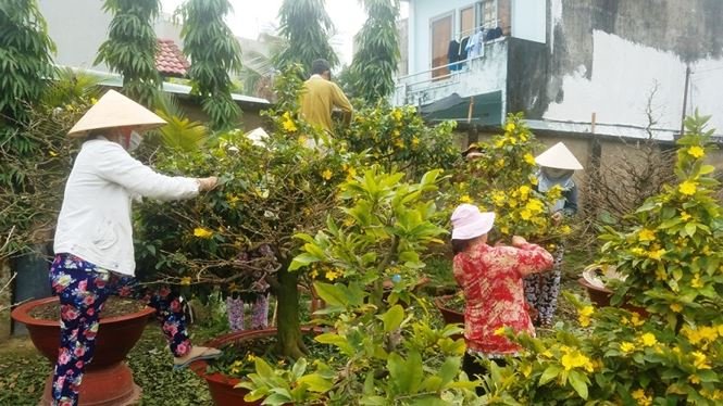 Những vườn mai Tết tiền tỉ khoe sắc ở Sài Gòn