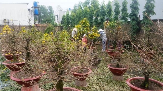 Những vườn mai Tết tiền tỉ khoe sắc ở Sài Gòn