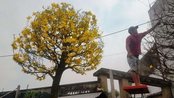 Những vườn mai Tết tiền tỉ khoe sắc ở Sài Gòn